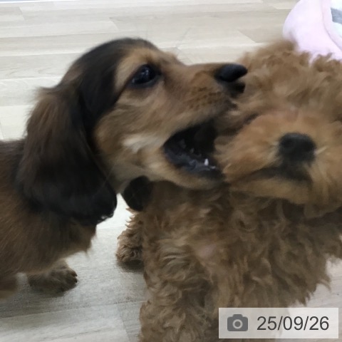 ミニチュア・ダックスフンドの写真