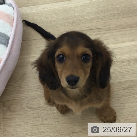 ミニチュア・ダックスフンドの写真