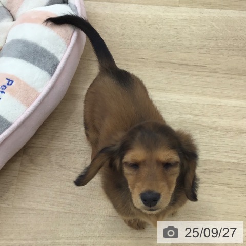 ミニチュア・ダックスフンドの写真