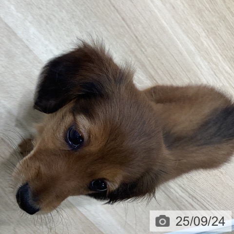 ミニチュア・ダックスフンドの写真