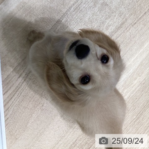 ミニチュア・ダックスフンドの写真