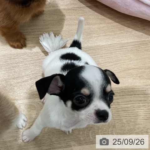 チワワの写真