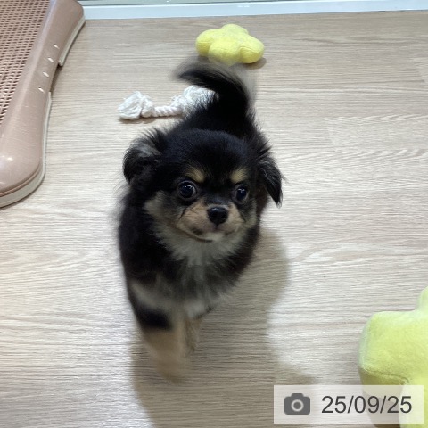チワワの写真