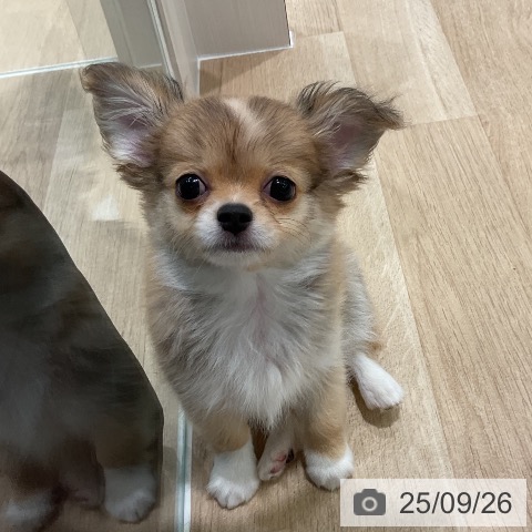 チワワの写真