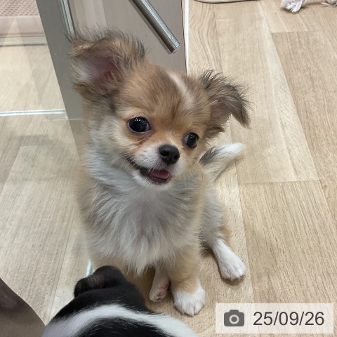 チワワの写真