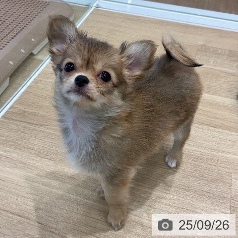 チワワの写真