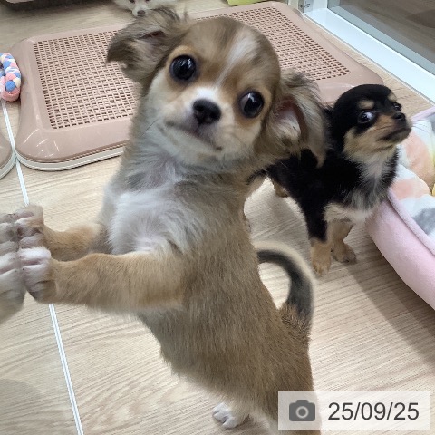 チワワの写真