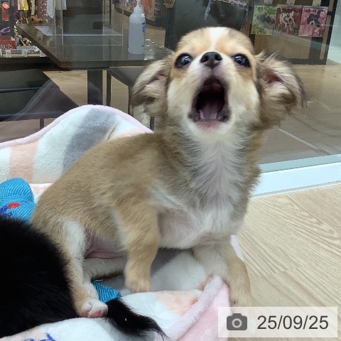 チワワの写真