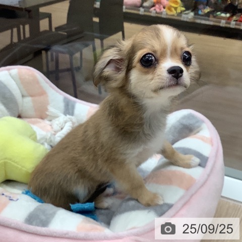 チワワの写真