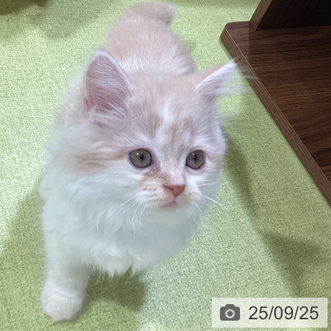 スコティッシュフォールドの写真