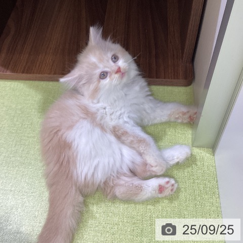 スコティッシュフォールドの写真