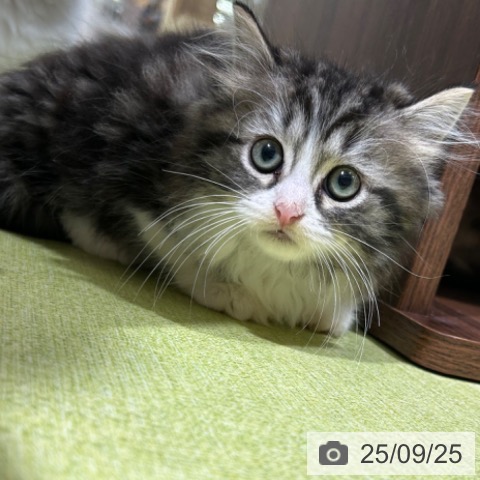 ラガマフィンの写真