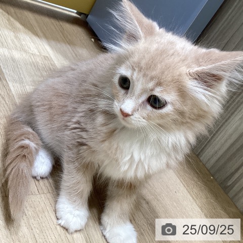 メインクーンの写真