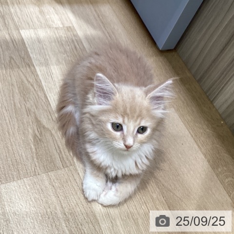 メインクーンの写真