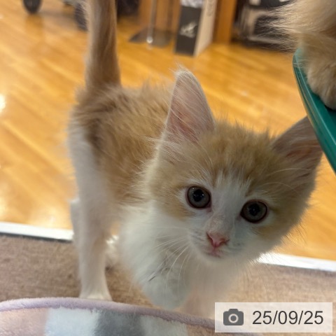 メインクーンの写真