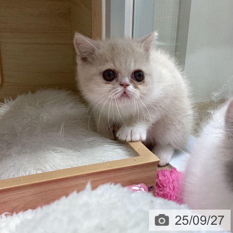 エキゾチックの写真