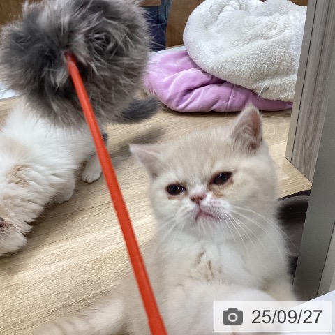 エキゾチックの写真