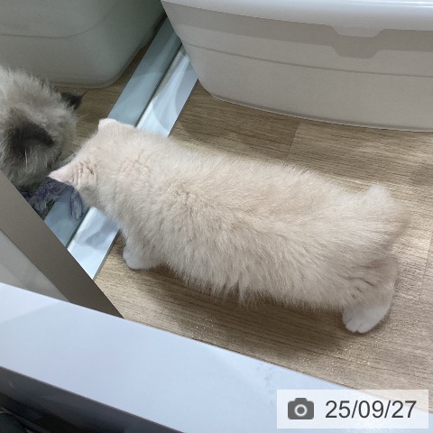 エキゾチックの写真
