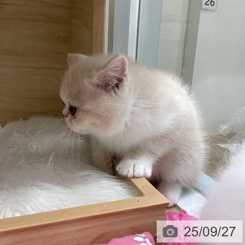 エキゾチックの写真