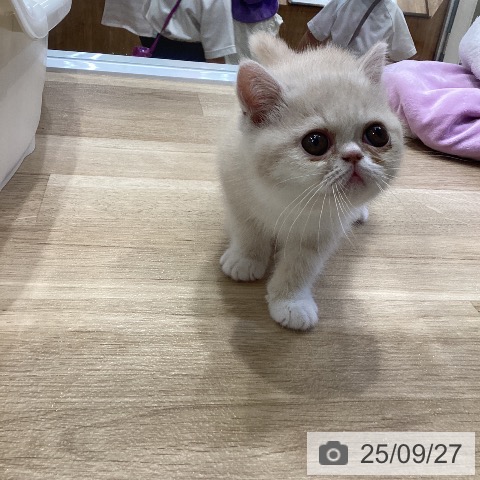 エキゾチックの写真