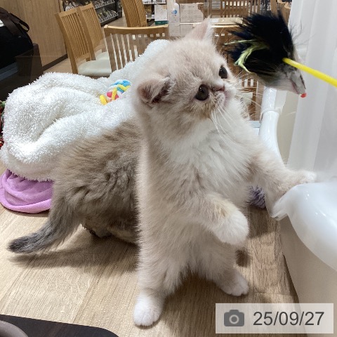 エキゾチックの写真