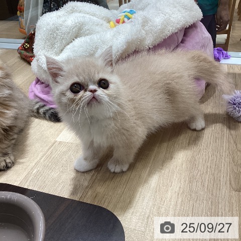 エキゾチックの写真