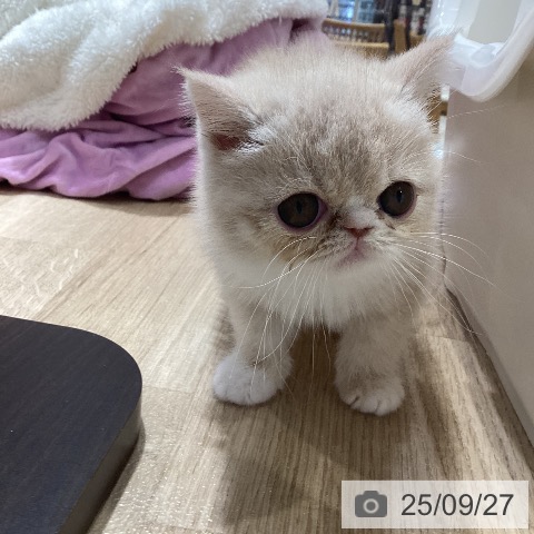 エキゾチックの写真