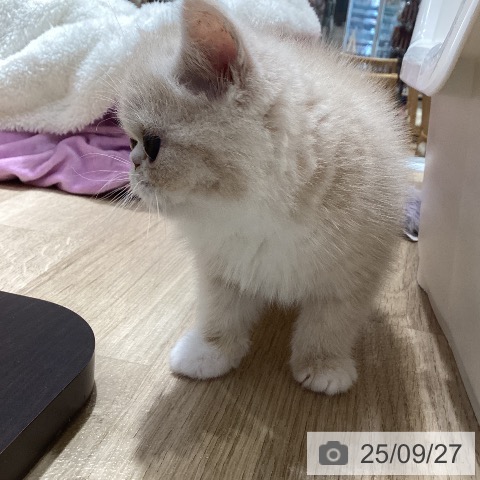 エキゾチックの写真