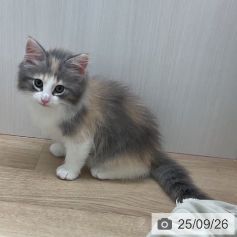 ノルウェージャンフォレストキャットの写真