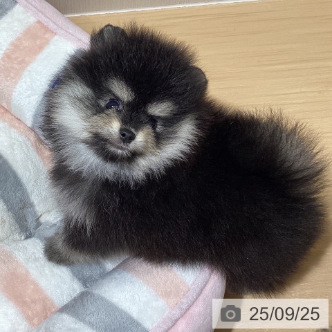 ポメラニアンの写真