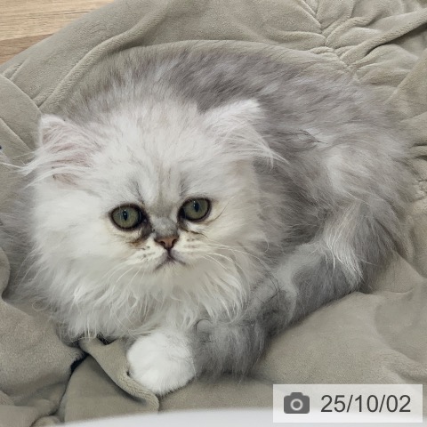 ペルシャの写真