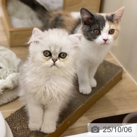 ペルシャの写真