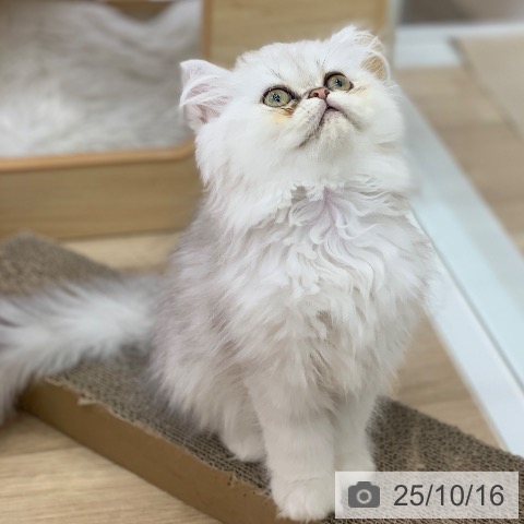 ペルシャの写真