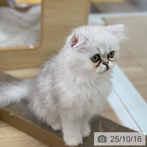 ペルシャの写真