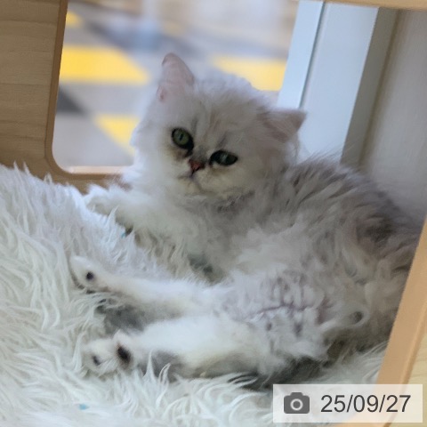 ペルシャの写真