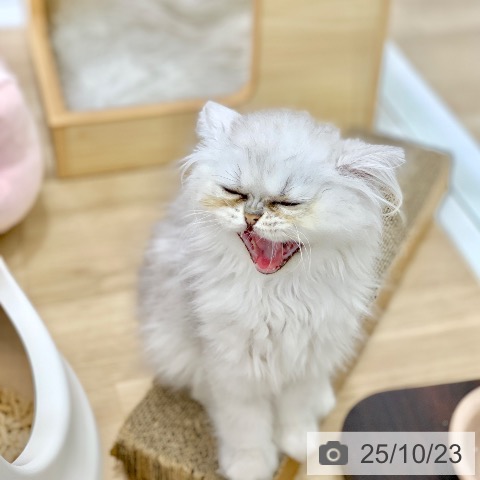 ペルシャの写真