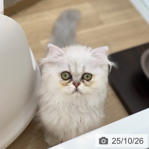 ペルシャの写真