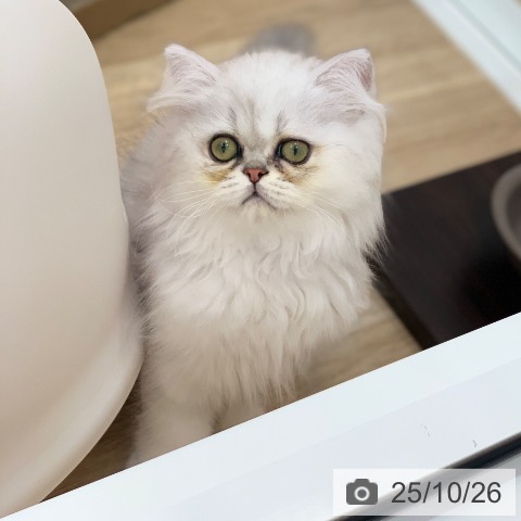 ペルシャの写真