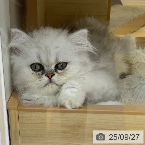 ペルシャの写真
