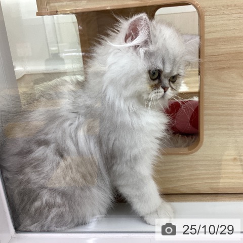 ペルシャの写真