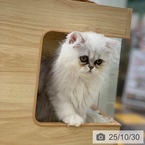 ペルシャの写真