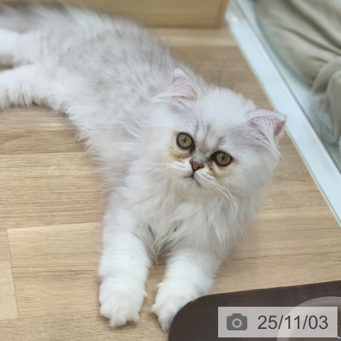 ペルシャの写真