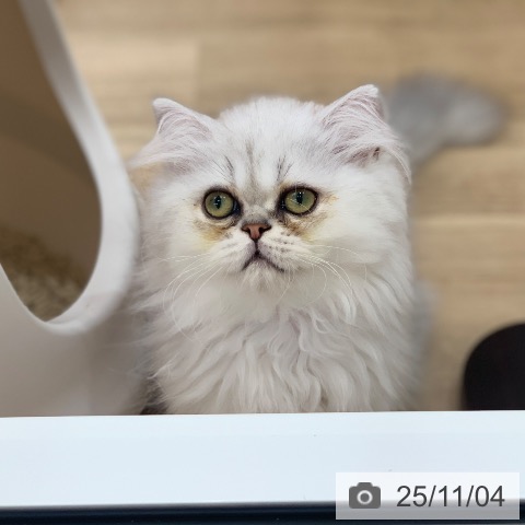 ペルシャの写真