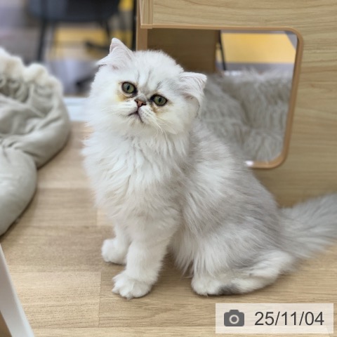 ペルシャの写真