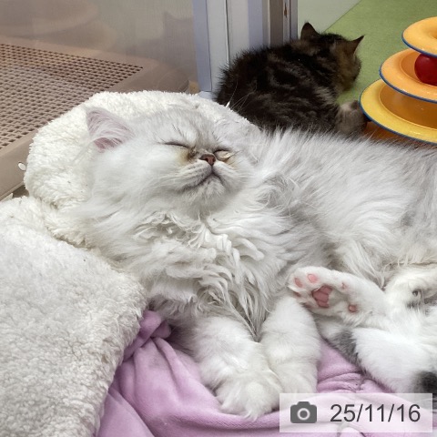 ペルシャの写真