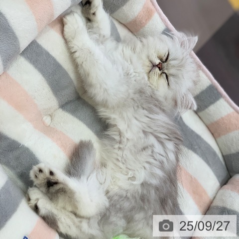 ペルシャの写真