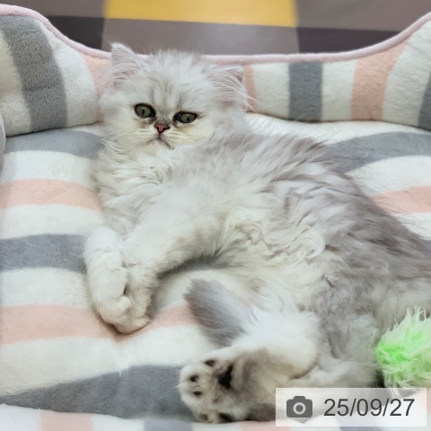 ペルシャの写真