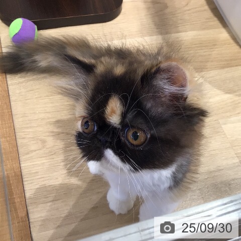 エキゾチックの写真