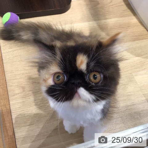 エキゾチックの写真