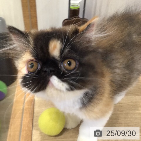 エキゾチックの写真